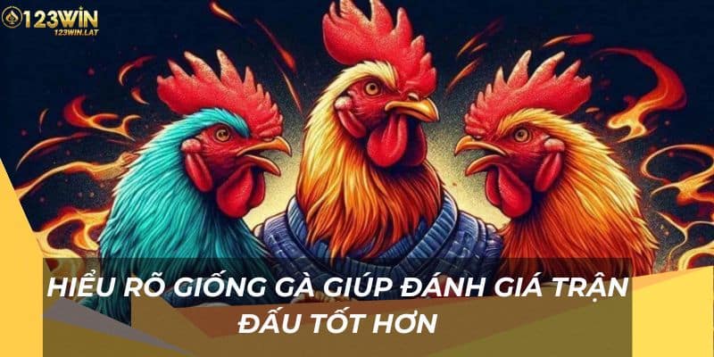 Hiểu rõ giống gà giúp đánh giá trận đấu tốt hơn