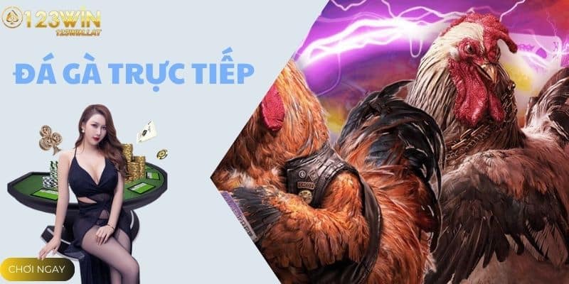 Đá Gà Trực Tiếp 123Win – Sân Chơi Đỉnh Cao Cho Người Đam Mê