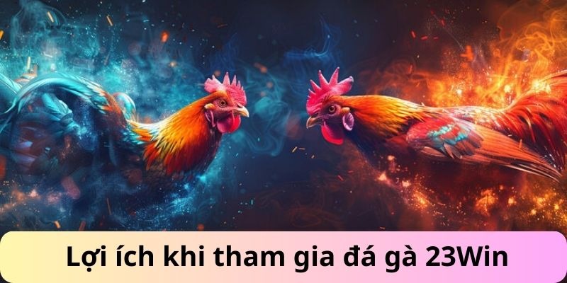Lợi ích của người chơi khi tham gia sảnh đá gà 23win siêu hot