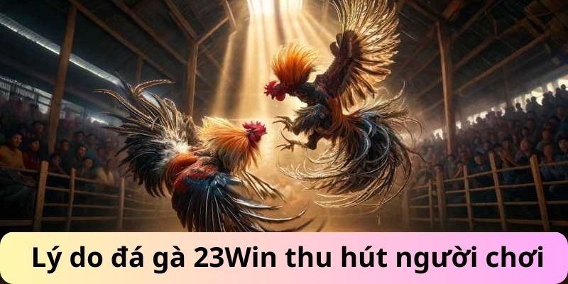 Lý do đá gà 23Win thu hút người chơi tham gia